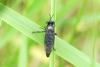 Dioctria atricapilla